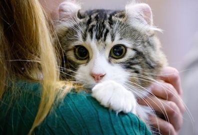American Curl
