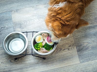 Dog eating a bowl of food iStock photo