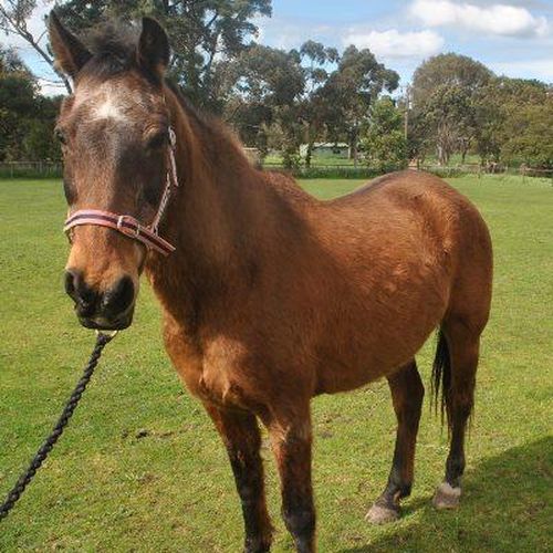 For those looking for something past the usual dog/cat dichotomy, Squeak is available in Victoria. (RSPCA)