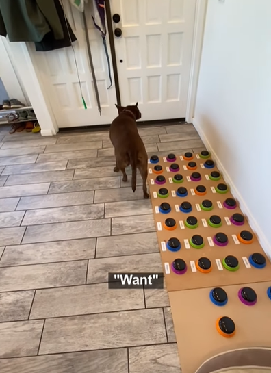 Dog communicating with buttons