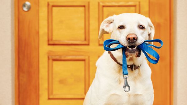 Labrador dog