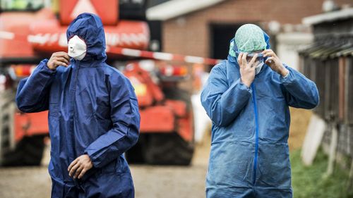 Dutch workers in protective gear get ready to cull ducks as part of prevention measures against bird flu at a duck farm in Hierden on November 27, 2016. (AFP)