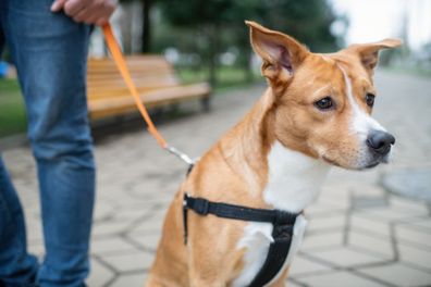 Man with his pet, a mixed-breed dog, walking in a park