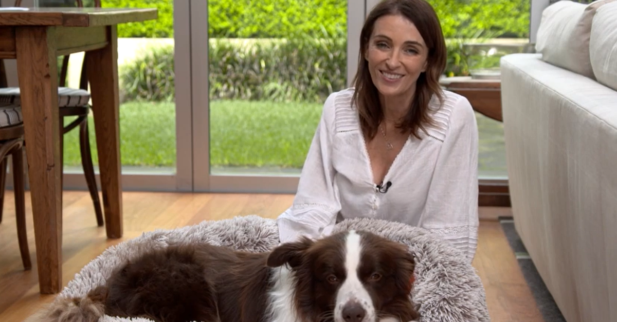 How to keep pets entertained during rain and wet, bad weather | Tips from Dr Katrina Warren