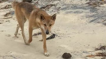 Fraser Island dingo dingoes