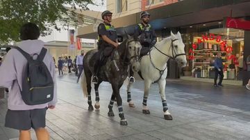 Adelaide police horse 