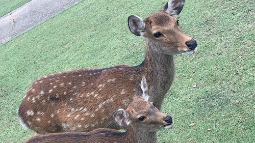 Japanese paper company create edible bags to protect sacred Nara deer