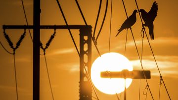 two pigeons sit on a power line when the sun sets.