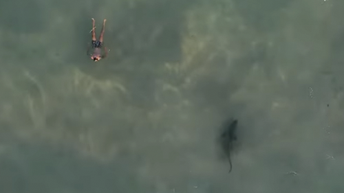 The shark made to turn towards the swimmer before it changed its mind and zoomed off.