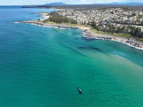 Southern right whale with rare 'white' calf off southern NSW coast