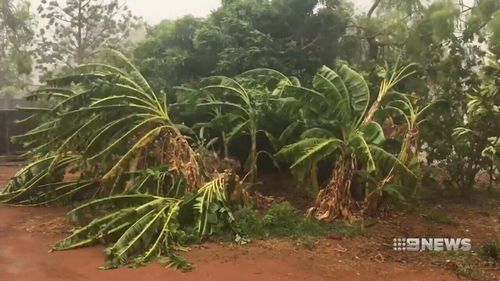 The 90km/h wind gusts blew down palm trees. (9NEWS)