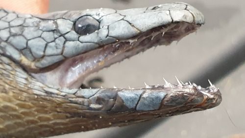 A close-up of the fangs of a yellow-bellied black snake.