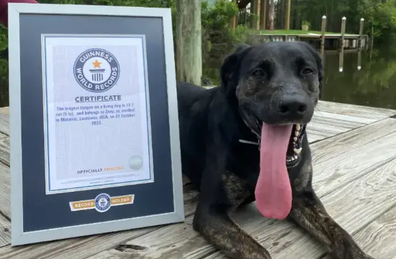 Guinness World Records crowns winner of largest dog tongue