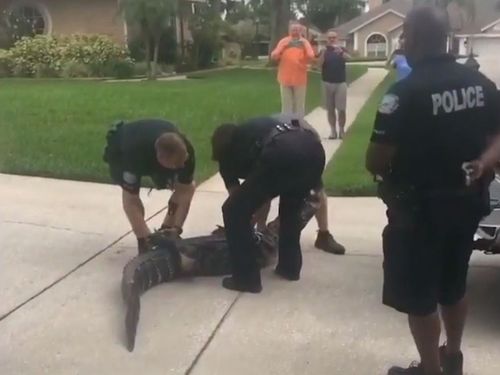 Three officers put the two-metre gator in the back of a ute. Picture: Supplied