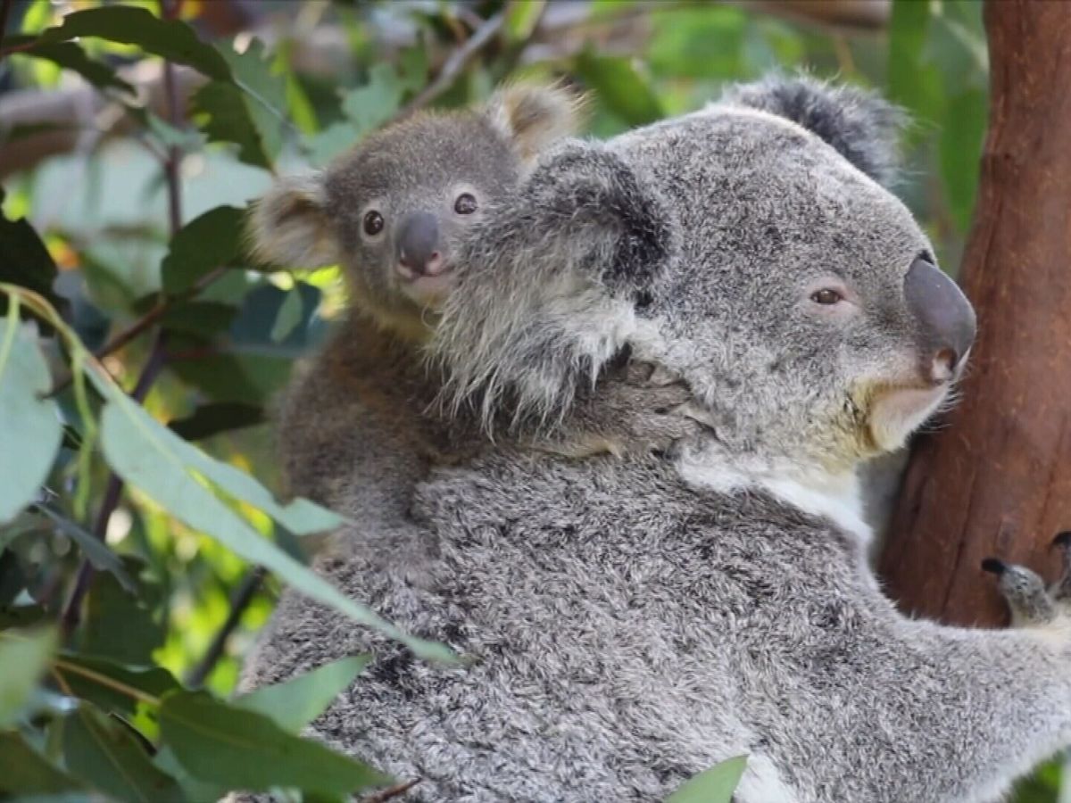 Australia Zoo Saves 1-Lb. Koala Joey Tragedy