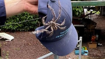 Spider found at home by Sunshine Coast Snake Catchers 24/7.