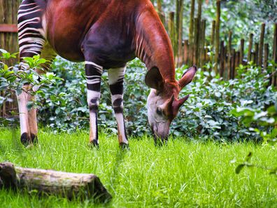 A Okapi also known as a forest giraffe.