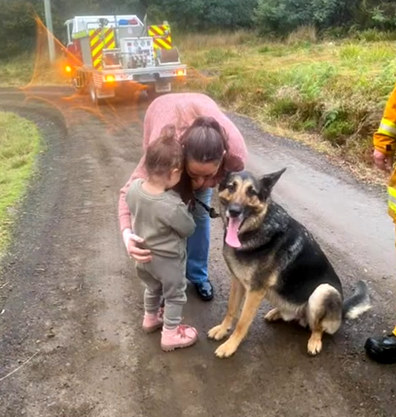 'Bear' got lost after bolting and escaping through the open gate. 