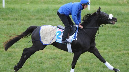 Cavalryman out of Melbourne Cup