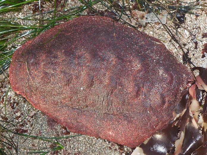 This Wandering Meatloaf Chiton Has A Rare Mineral In Its Teeth