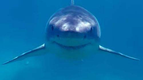 Great white shark rams Western Australian filmmaker