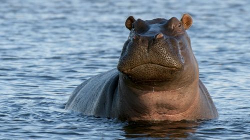 Twelve children dead after hippo attack in Niger