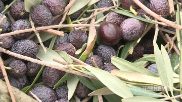 hot conditions forces early olive harvest