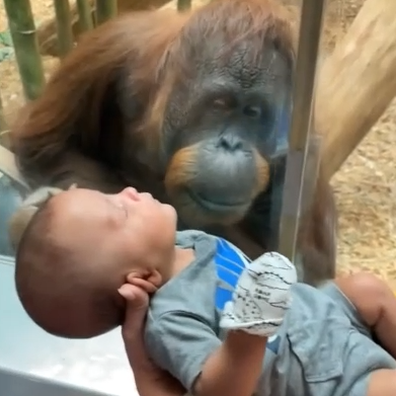Orangutan curious about newborn baby. 