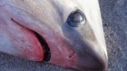 Experts believe “cold shock” to be the likely cause of death. (Atlantic White Shark Conservancy)