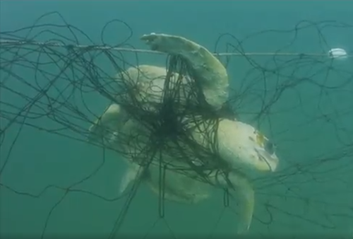 A staggering number of oversea life caught and killed successful shark nets crossed New South Wales were non-target threatened and endangered species.