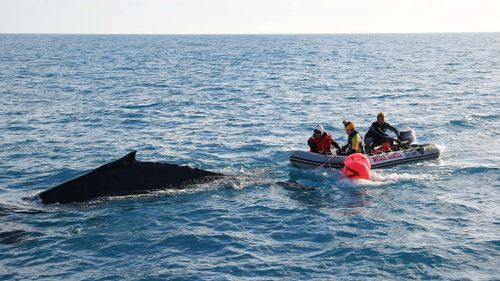 People who see an entangled or beached whale are advised to keep a safe distance from the animal and contact the Department of Parks and Wildlife. (Supplied)