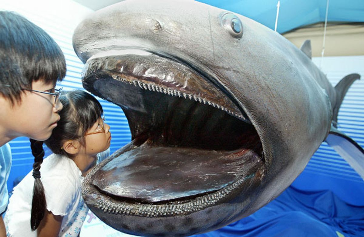 Những loài cá mập kỳ lạ được tìm thấy tại Úc