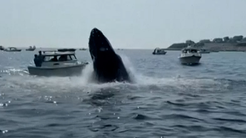 Whale watchers were left stunned when the humpback launched itself out of the water.