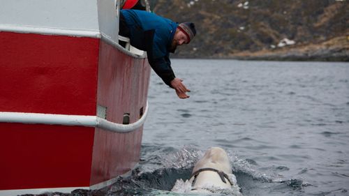 Whale Russia Norway