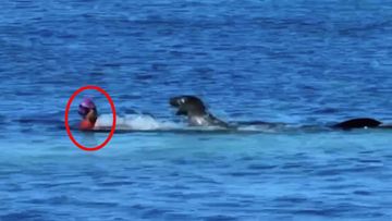A screenshot from video footage published by TV network KITV shows the moment the swimmer and seal clashed.
