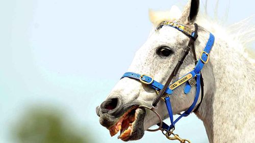 In 2014, the racing industry honoured Subzero with induction into the Hall Of Fame. (Getty)