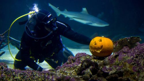 An aquatic trick-or-treater. (Sydney Aquarium)