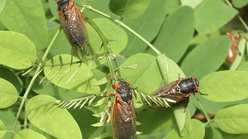 These cicadas have been subterranean for 17 years, tunnelling and feeding beneath the soil.