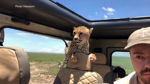 Tourist Britton Hayes was terrified when a cheetah jumped into the back of his Landcruiser. (Peter Heistein)