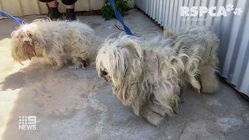 Two Maltese terriers have been reunited after undergoing rehabilitation to fix their dangerously matted coats. 