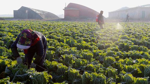 Farmers work on cabbage at the Songsin Vegetable Cooperative Farm in Sadong district of Pyongyang, North Korea.