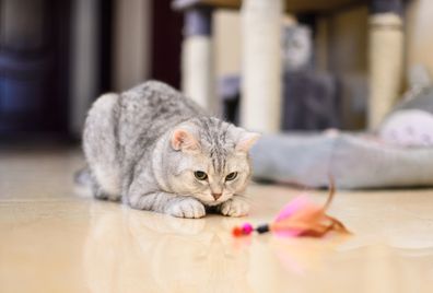 Gray-white tabby cat plays with a cat feather toy.