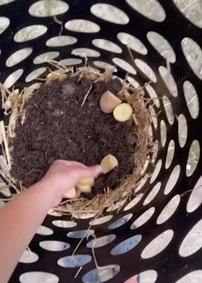 Potatoes being planted in a laundry hamper