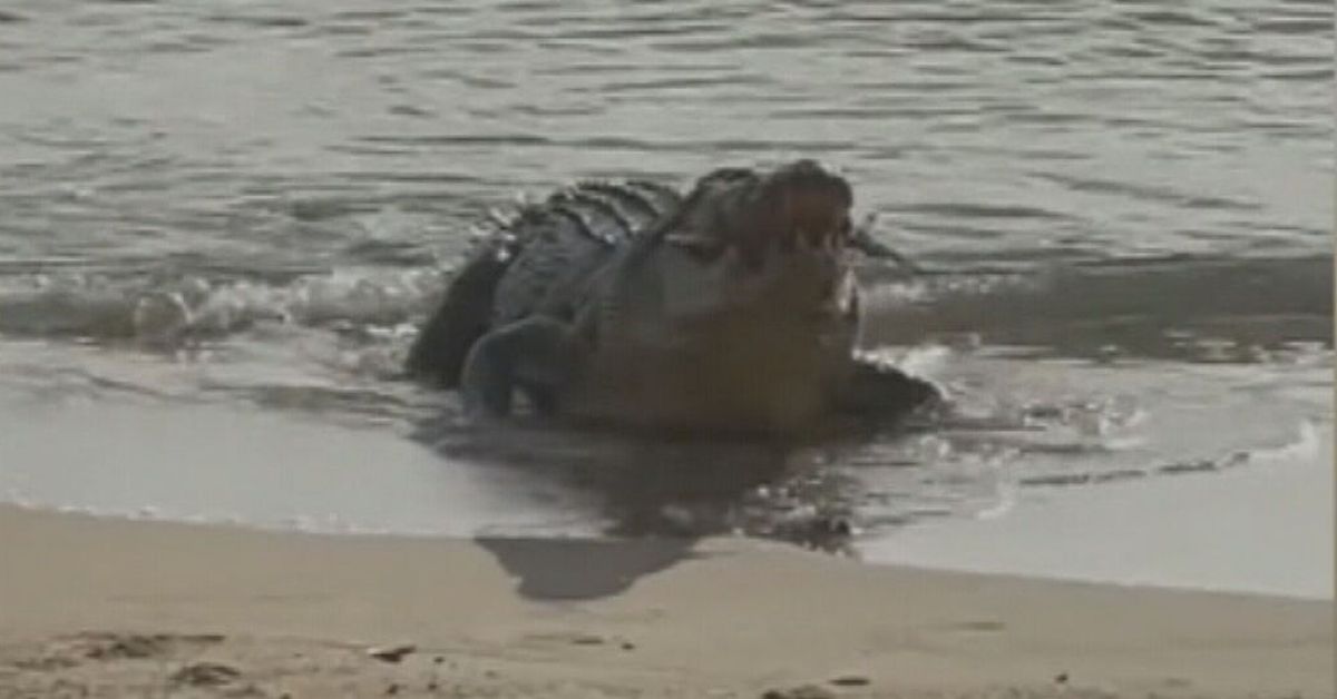 Massive croc shocks anglers after surfacing on Queensland beach