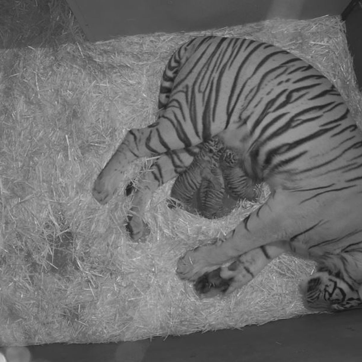 BR Zoo tiger cubs are 3-weeks old, starting to walk