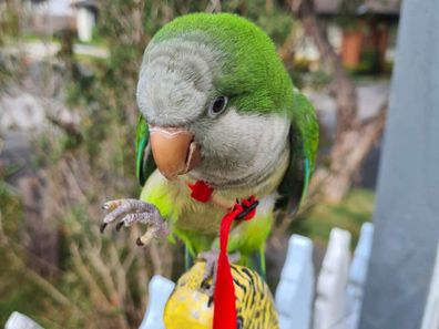 Mel Vincent harness training for birds.