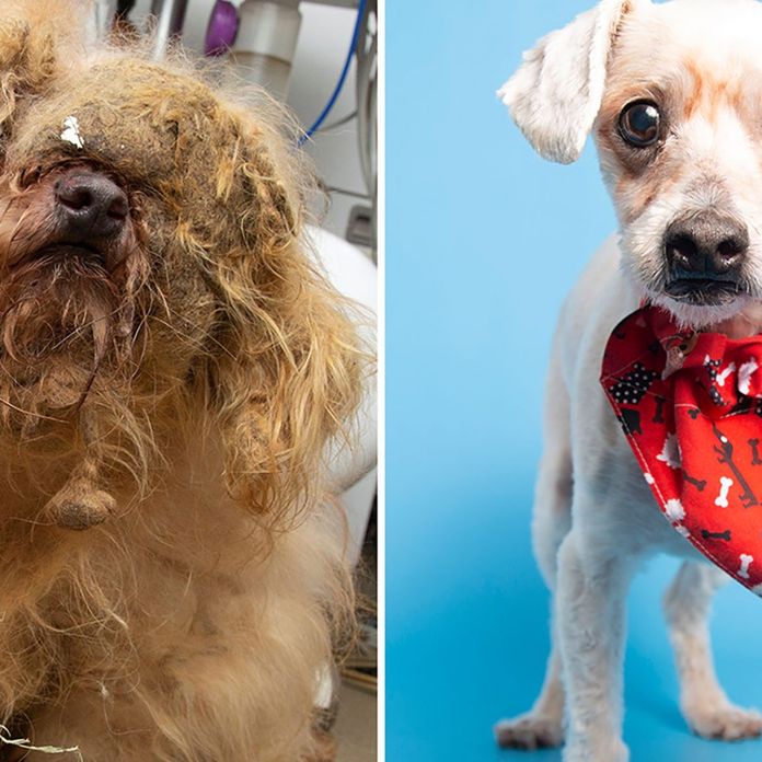 Neglected, matted dog in West Texas makes incredible transformation