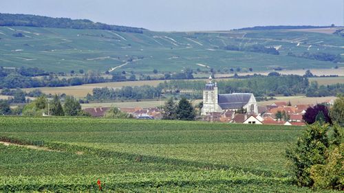 The Charles de Cazanove Champagne vineyard, in the Champagne region of France. (Supplied)
