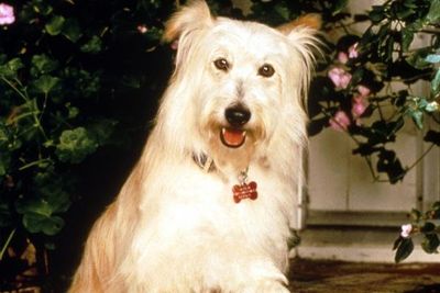 Do you remember the name of the Camdens' pooch on <I>7th Heaven</I>?