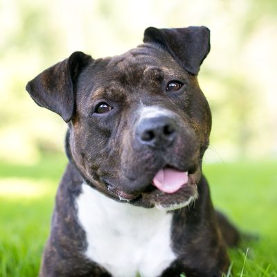 7. Staffordshire bull terriers